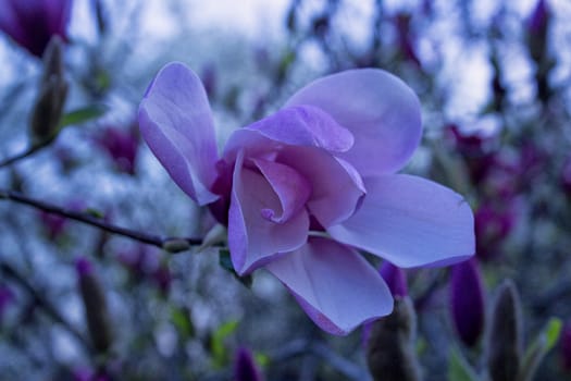Purple magnolia flower on a tree bench, shallow depth of focus.