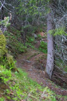 Footpath in summer mountain forest, Rjukan, Norway