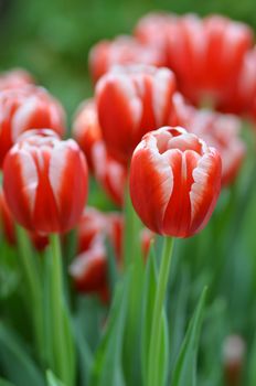 Beautiful of tulips