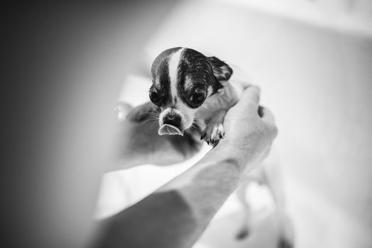 Puppy Chihuahua take a bath with soap. Blackandwhite