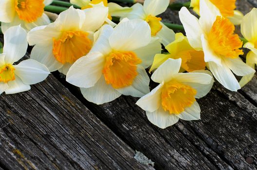 Frame of Spring Yellow Daffodils In a Row closeup on  Weathered Wooden background. Focus on Foreground