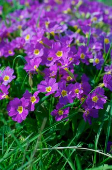 Field of Beautiful Purple and Yellow Primroses (Primula) closeup Outdoors