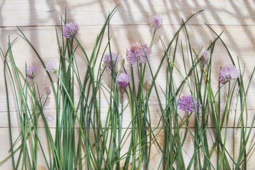 Time for creative cooking herbs, chives in bloom