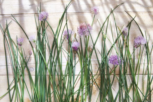 Time for creative cooking herbs, chives in bloom