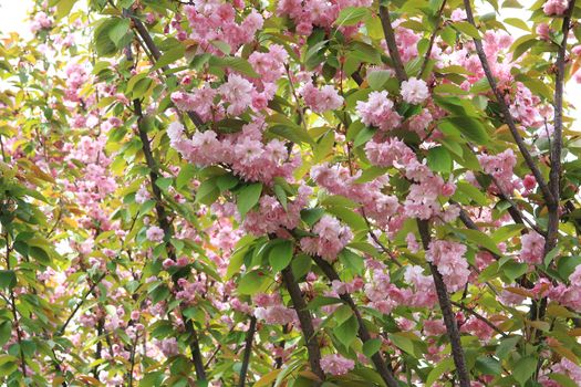 Pink Flowers Sakura  decorative tree spring