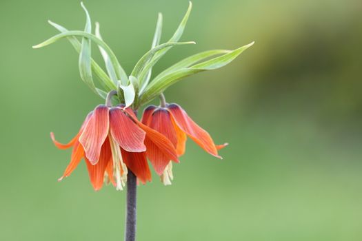 fritillaria  imperialis in Turkey mountains