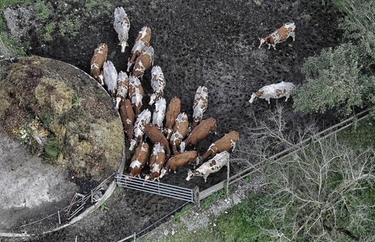 Aerial view of cows which return in the stable