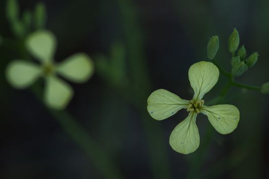 Close up photo of winer cress flower
