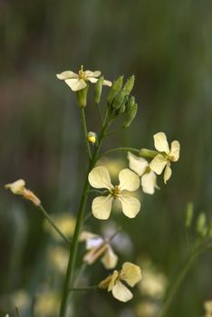 Closeup photo of field mustard wild flower