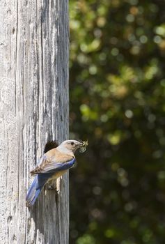 Female Western Bluebird carrying a cricket in her beak to feed her babies in the nest.