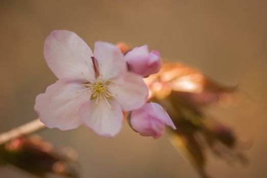 Cherry blossom or  Sakura flower with warm background.