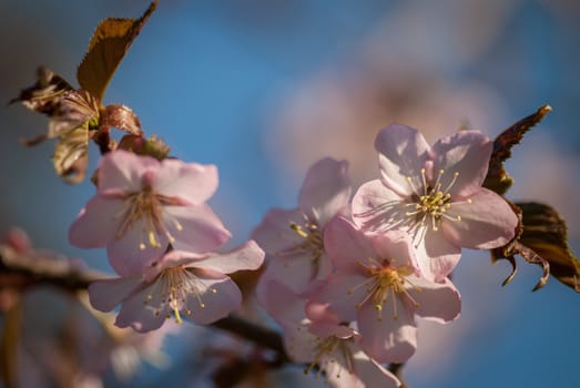 Cherry blossom or  Sakura flower with blue sky.