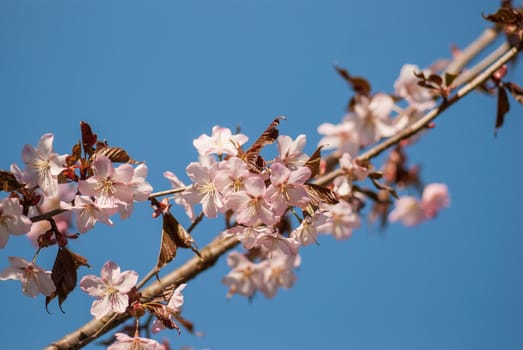 Cherry blossom or  Sakura flower with blue sky.