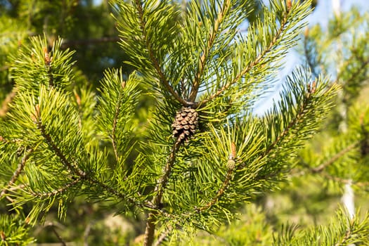 pine cone on green pine branch in the woods