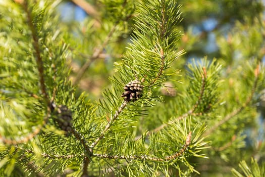pine cone on green pine branch in the woods