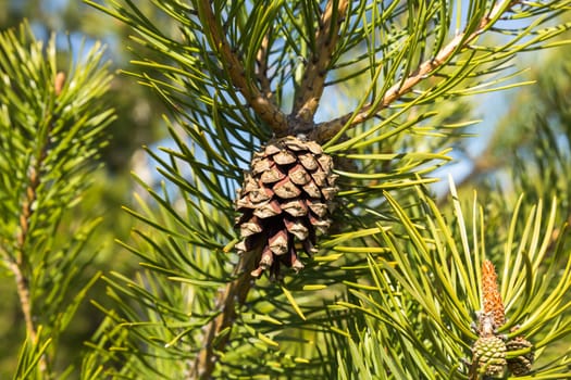 pine cone on green pine branch in the woods