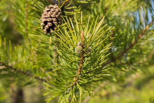pine cone on green pine branch in the woods