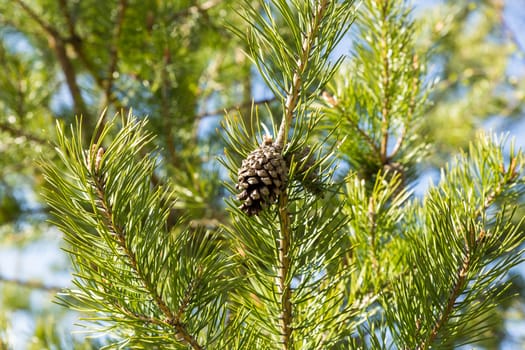 pine cone on green pine branch in the woods