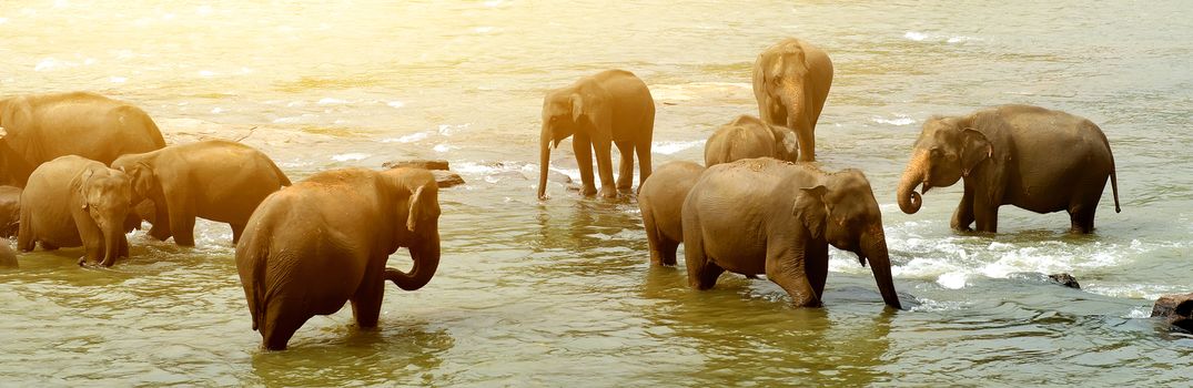 Herd of big elephants bathing in a river