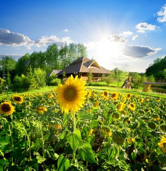 Wooden house near the field of blooming sunflowers