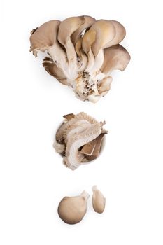 Fresh oyster mushrooms isolated on white background. 