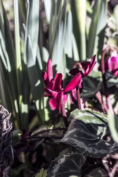 Purple flowers