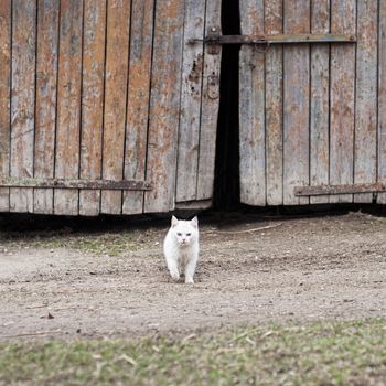 white cat walking towards the camera,  barn door background