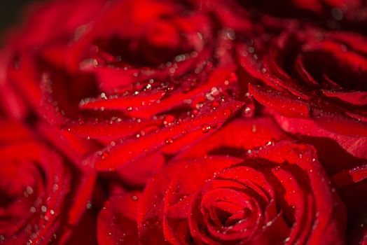 Macro photo of a rose with water droplets. Spring theme.