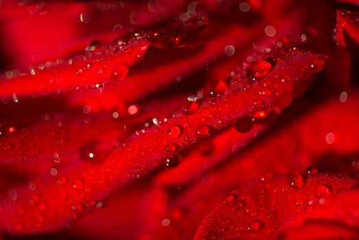 Macro photo of a rose with water droplets. Spring theme.