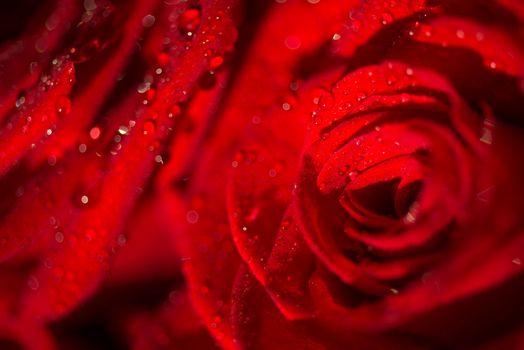 Macro photo of a rose with water droplets. Spring theme.