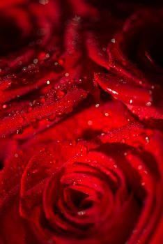 Macro photo of a rose with water droplets. Spring theme.