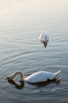 white swans on the summer lake swimming. Morning scene