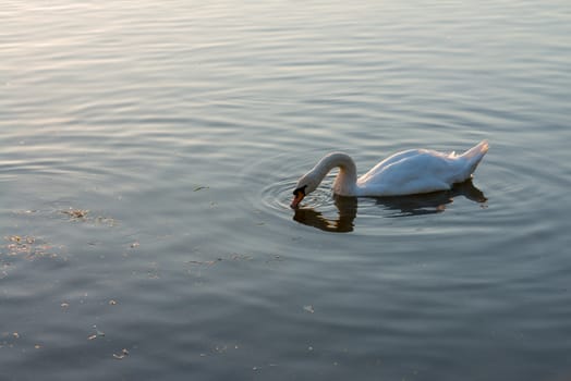 white swan on the summer lake swimming. Morning scene