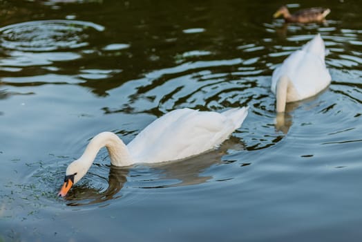 white swans and duck on the summer lake swimming and feeding