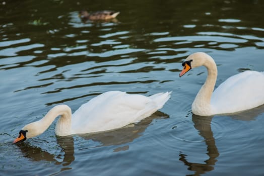 white swans and duck on the summer lake swimming and feeding