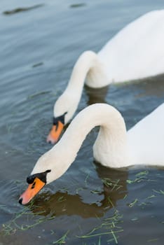 white swans on the summer lake swimming. Morning scene