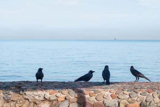 Black crows standing on the stone fence search of food on a blurred background of the sea.