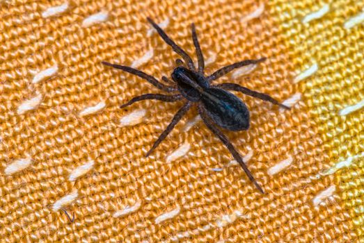 spider sitting on orange fabric close-up macro shot.