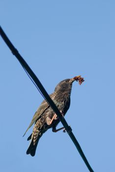 starling bird searching food for his nestling.