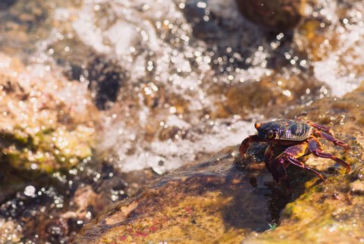 Wet sea crab on the stone on a sunny summer day.