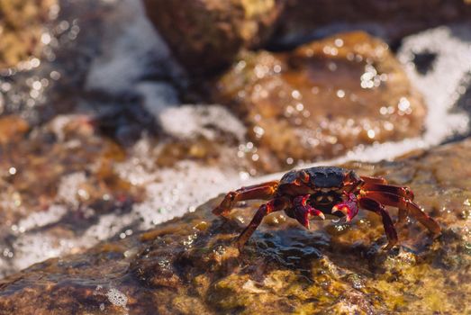 Wet sea crab on the stone on a sunny summer day.