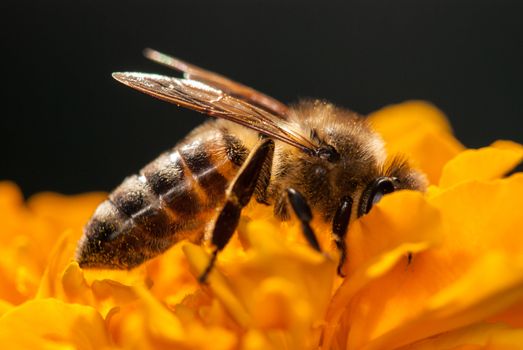 bee on the orange flower. with copyspace