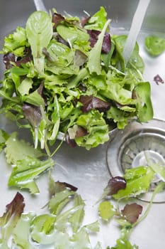 The washing salad in the kitchen sink 