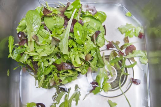 The washing salad in the kitchen sink 