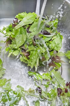 The washing salad in the kitchen sink 