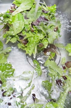 The washing salad in the kitchen sink 