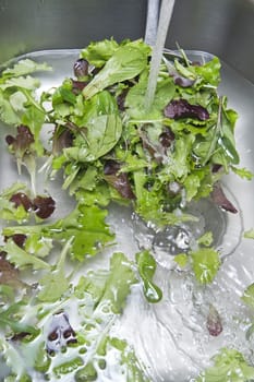 The washing salad in the kitchen sink 