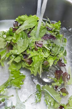 The washing salad in the kitchen sink 