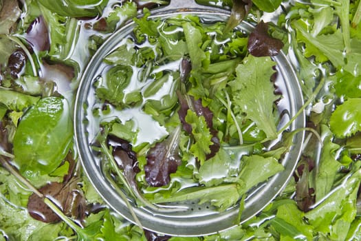 The washing salad in the kitchen sink 