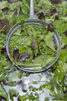 The washing salad in the kitchen sink 